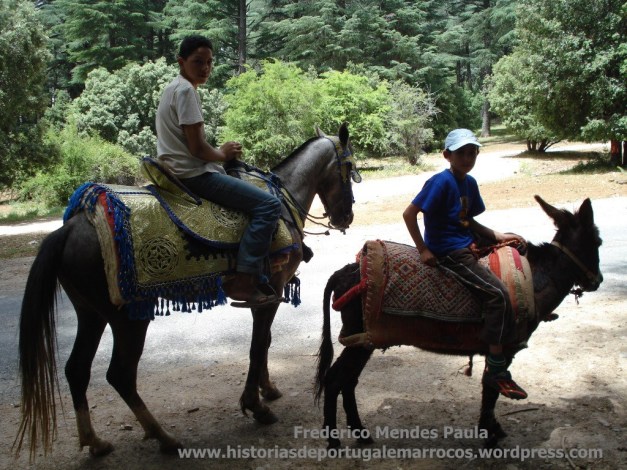 Junto ao Cedro Gouraud
