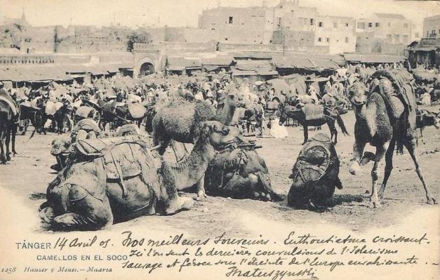 Camelos na Porta do Campo